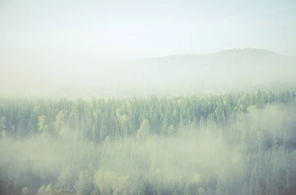 浓雾覆盖着茂密的针叶林。森林，鸟瞰全景。针叶树，茂密的绿色森林。浓密的针叶林覆盖着浓雾. — 图库照片
