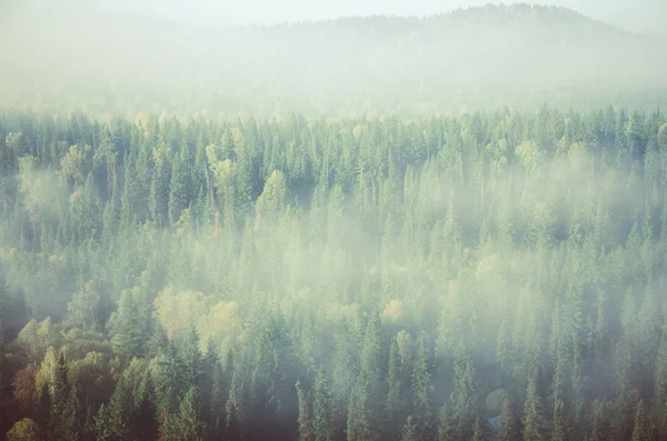 Niebla espesa cubierta de espeso bosque de coníferas. bosque con vista de pájaro. árboles de coníferas, matorrales de bosque verde. niebla cubierta de espeso bosque de coníferas . — Foto de Stock