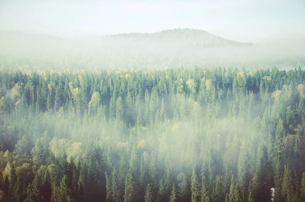 厚い針葉樹林に覆われた濃霧。鳥の目で見た森。針葉樹、緑の森の茂み。濃い針葉樹林に覆われた霧が. — ストック写真