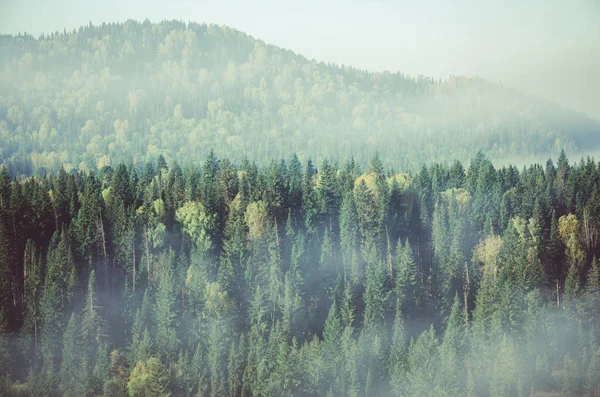 厚い針葉樹林に覆われた濃霧。鳥の目で見た森。針葉樹、緑の森の茂み。濃い針葉樹林に覆われた霧が. — ストック写真