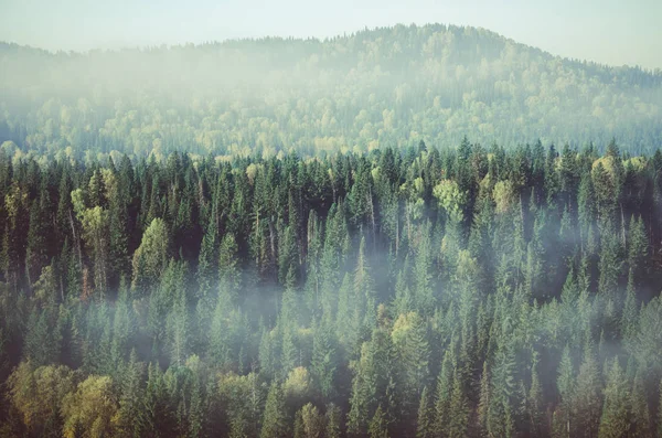 Niebla espesa cubierta de espeso bosque de coníferas. bosque con vista de pájaro. árboles de coníferas, matorrales de bosque verde. niebla cubierta de espeso bosque de coníferas . — Foto de Stock