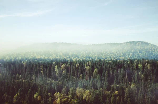 Yoğun kozalaklı ormanlarla kaplı kalın bir sis. Kuş bakışı manzaralı bir orman. Kozalaklı ağaçlar, yeşil orman çalılıkları. Yoğun kozalaklı ormanlarla kaplı sis.. — Stok fotoğraf