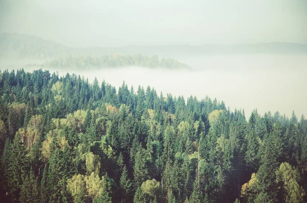 Iğne yapraklı orman kalın sabah sis. iğne yapraklı ağaçlar, yeşil orman çalılıkları. — Stok fotoğraf