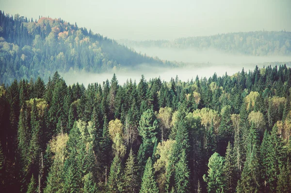 Iğne yapraklı orman kalın sabah sis. iğne yapraklı ağaçlar, yeşil orman çalılıkları. — Stok fotoğraf