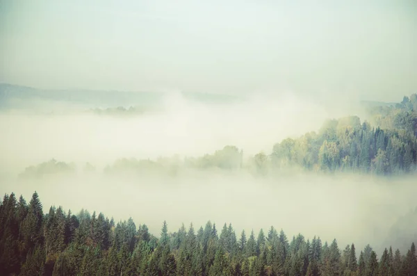 針葉樹林の厚い朝の霧。緑の森の雑木林針葉樹. — ストック写真
