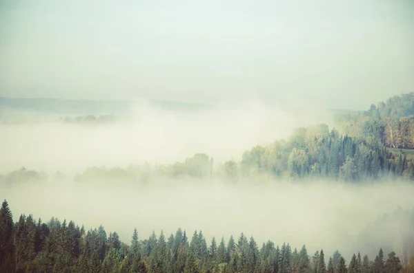 Hustá ranní mlha v jehličnatých lesů. jehličnaté stromy, houštiny zelený Les. — Stock fotografie