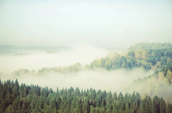 Hustá ranní mlha v jehličnatých lesů. jehličnaté stromy, houštiny zelený Les. — Stock fotografie