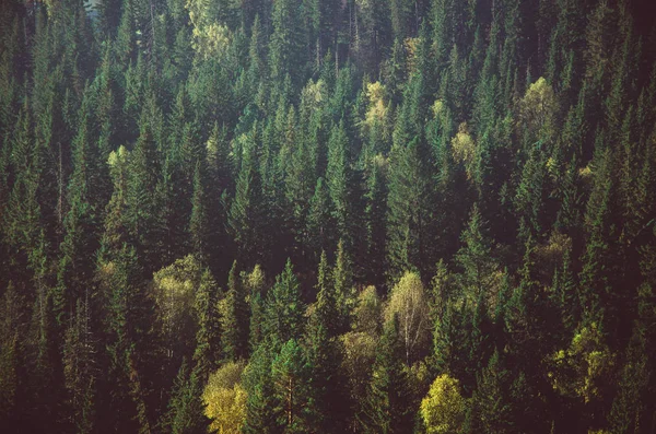 Dichter Morgennebel im Nadelwald. Nadelbäume, Gestrüpp von grünem Wald. — Stockfoto