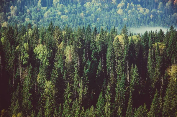 Niebla espesa de la mañana en el bosque de coníferas. árboles de coníferas, matorrales de bosque verde . —  Fotos de Stock