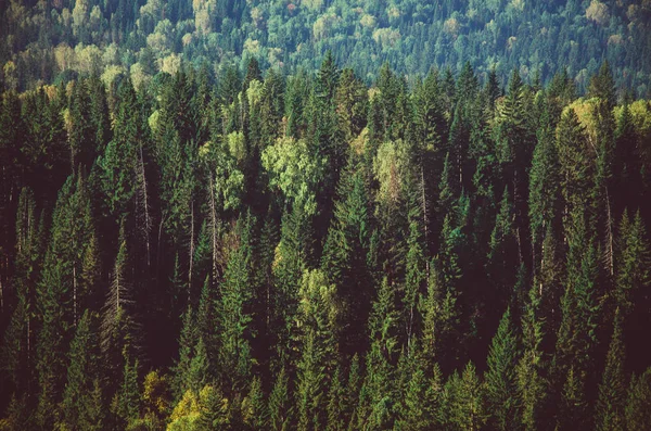 Густой утренний туман в хвойном лесу. хвойные деревья, заросли зеленого леса . — стоковое фото