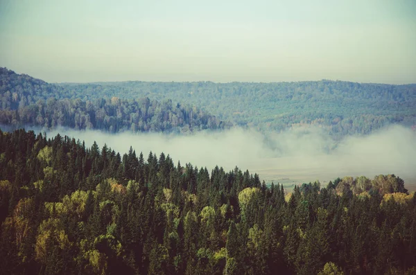 針葉樹林の厚い朝の霧。緑の森の雑木林針葉樹. — ストック写真