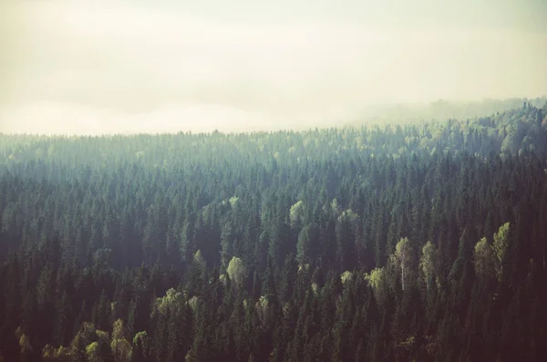 Густой утренний туман в хвойном лесу. хвойные деревья, заросли зеленого леса . — стоковое фото