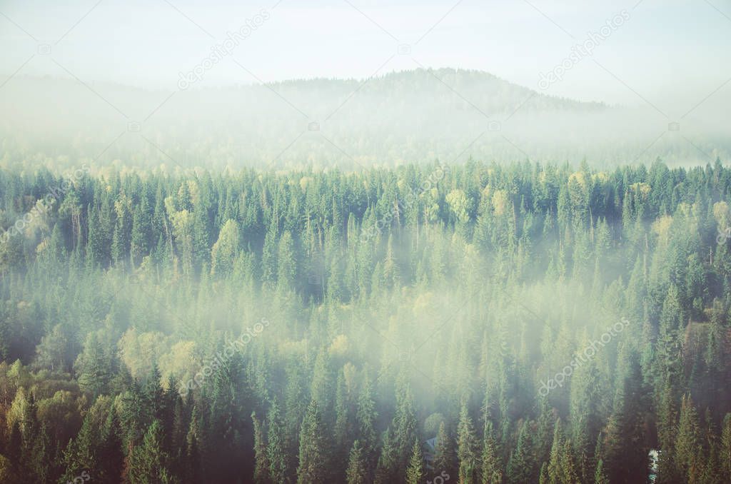 thick fog covered with thick coniferous forest. forest with a bird's eye view . coniferous trees, thickets of green forest. fog covered with thick coniferous forest.