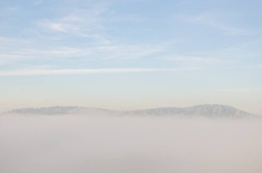 kozalaklı ağaç üstündeki sabah sis