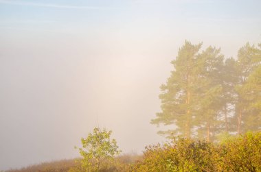 kozalaklı ağaç üstündeki sabah sis