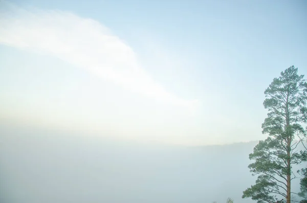 Kozalaklı ağaç üstündeki sabah sis — Stok fotoğraf