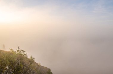 Sabah sisinin tepesinde kozalaklı ağaç. Kuş bakışı manzaralı bir orman. Kozalaklı ağaçlar, yeşil orman çalılıkları. Yoğun kozalaklı ormanlarla kaplı sis..