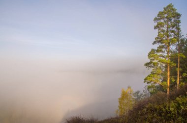Sabah sisinin tepesinde kozalaklı ağaç. Kuş bakışı manzaralı bir orman. Kozalaklı ağaçlar, yeşil orman çalılıkları. Yoğun kozalaklı ormanlarla kaplı sis..