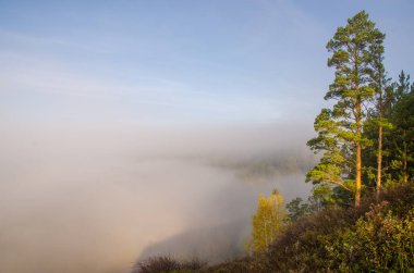 Sabah sisinin tepesinde kozalaklı ağaç. Kuş bakışı manzaralı bir orman. Kozalaklı ağaçlar, yeşil orman çalılıkları. Yoğun kozalaklı ormanlarla kaplı sis..