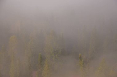Sabah sisinin tepesinde kozalaklı ağaç. Kuş bakışı manzaralı bir orman. Kozalaklı ağaçlar, yeşil orman çalılıkları. Yoğun kozalaklı ormanlarla kaplı sis..