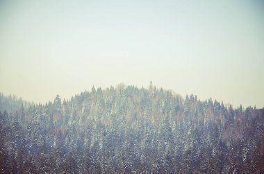 Yoğun kozalaklı ormanlarla kaplı kalın bir sis. Kuş bakışı manzaralı bir orman. Kozalaklı ağaçlar, yeşil orman çalılıkları. Yoğun kozalaklı ormanlarla kaplı sis..
