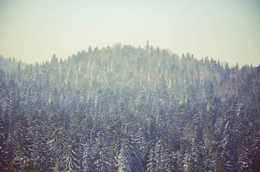 Yoğun kozalaklı ormanlarla kaplı kalın bir sis. Kuş bakışı manzaralı bir orman. Kozalaklı ağaçlar, yeşil orman çalılıkları. Yoğun kozalaklı ormanlarla kaplı sis..