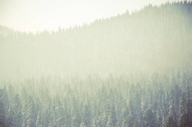 Yoğun kozalaklı ormanlarla kaplı kalın bir sis. Kuş bakışı manzaralı bir orman. Kozalaklı ağaçlar, yeşil orman çalılıkları. Yoğun kozalaklı ormanlarla kaplı sis..