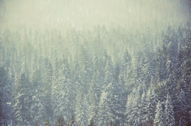 Yoğun kozalaklı ormanlarla kaplı kalın bir sis. Kuş bakışı manzaralı bir orman. Kozalaklı ağaçlar, yeşil orman çalılıkları. Yoğun kozalaklı ormanlarla kaplı sis..