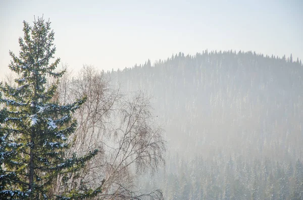 Hustá Mlha Pokrytá Hustým Jehličnatým Lesem Les Ptačím Pohledem Jehličnaté — Stock fotografie