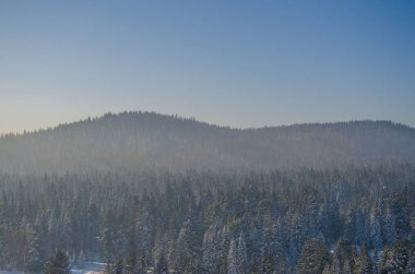 Yoğun kozalaklı ormanlarla kaplı kalın bir sis. Kuş bakışı manzaralı bir orman. Kozalaklı ağaçlar, yeşil orman çalılıkları. Yoğun kozalaklı ormanlarla kaplı sis..