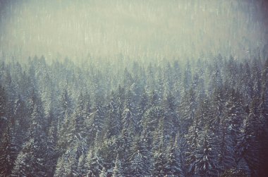 Yoğun kozalaklı ormanlarla kaplı kalın bir sis. Kuş bakışı manzaralı bir orman. Kozalaklı ağaçlar, yeşil orman çalılıkları. Yoğun kozalaklı ormanlarla kaplı sis..