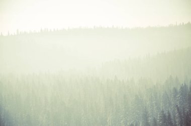 Yoğun kozalaklı ormanlarla kaplı kalın bir sis. Kuş bakışı manzaralı bir orman. Kozalaklı ağaçlar, yeşil orman çalılıkları. Yoğun kozalaklı ormanlarla kaplı sis..