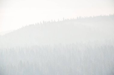 Yoğun kozalaklı ormanlarla kaplı kalın bir sis. Kuş bakışı manzaralı bir orman. Kozalaklı ağaçlar, yeşil orman çalılıkları. Yoğun kozalaklı ormanlarla kaplı sis..