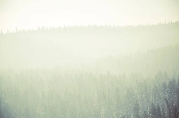 Густой Туман Покрытый Густым Хвойным Лесом Лес Высоты Птичьего Полета — стоковое фото