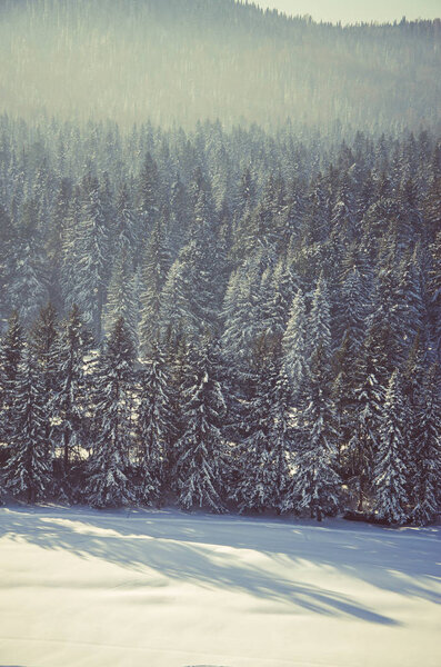 thick fog covered with thick coniferous forest. forest with a bird's eye view . coniferous trees, thickets of green forest. fog covered with thick coniferous forest.