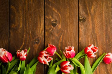 Tahtadaki kırmızı-beyaz laleler. Ağaçta bir buket lale. Tahtadaki güzel laleler.