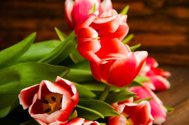 Lale ağacı üzerinde bir buket. Güzel Lale ahşap kurullarında. Kırmızı-beyaz laleler ahşap kurullarında.