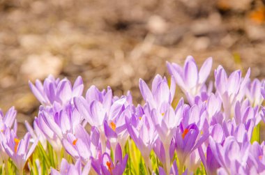 bahar çiçeği moru. Bahçede çiçek açan timsahlar.