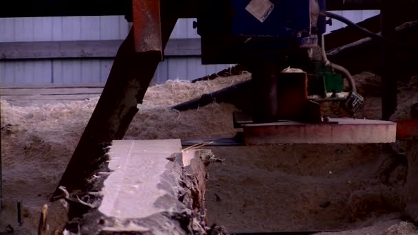 Forest Sawn Large Sawmill — Stock Video