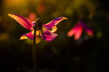 Ormanda bahar çiçekleri. Güzel mor bitkiler. yeşil sulu çimenler. Ormanda gündoğumu