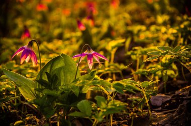 Ormanda bahar çiçekleri. Güzel mor bitkiler. yeşil sulu çimenler. Ormanda gündoğumu
