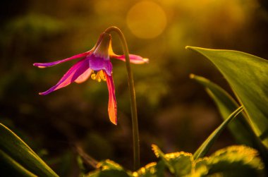Ormanda bahar çiçekleri. Güzel mor bitkiler. yeşil sulu çimenler. Ormanda gündoğumu