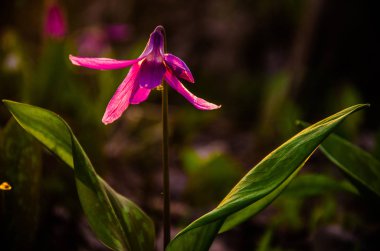 Ormanda bahar çiçekleri. Güzel mor bitkiler. yeşil sulu çimenler. Ormanda gündoğumu