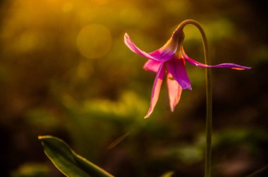 Ormanda bahar çiçekleri. Güzel mor bitkiler. yeşil sulu çimenler. Ormanda gündoğumu