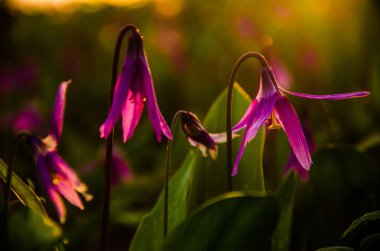 Ormanda bahar çiçekleri. Güzel mor bitkiler. yeşil sulu çimenler. Ormanda gündoğumu