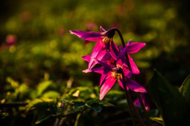 Ormanda bahar çiçekleri. Güzel mor bitkiler. yeşil sulu çimenler. Ormanda gündoğumu