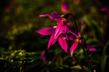 Ormanda bahar çiçekleri. Güzel mor bitkiler. yeşil sulu çimenler. Ormanda gündoğumu