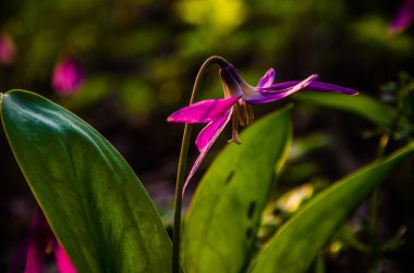 Ormanda bahar çiçekleri. Güzel mor bitkiler. yeşil sulu çimenler. Ormanda gündoğumu