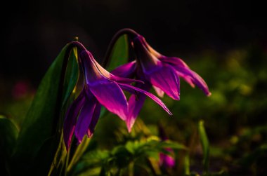 Ormanda bahar çiçekleri. Güzel mor bitkiler. yeşil sulu çimenler. Ormanda gündoğumu
