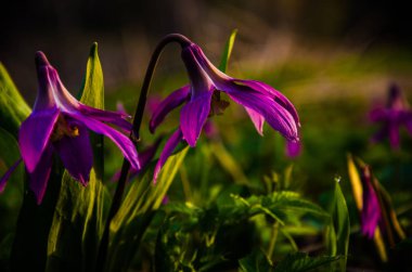 Ormanda bahar çiçekleri. Güzel mor bitkiler. yeşil sulu çimenler. Ormanda gündoğumu